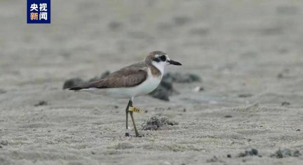 它第一次“出国旅行”选择广西北海滨海湿地