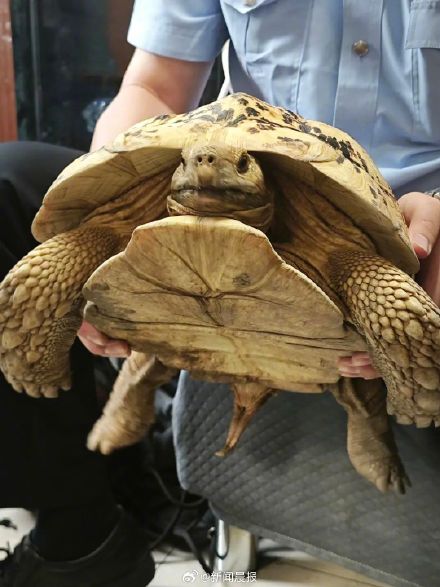 上海一居民在小区闲逛捡到豹纹陆龟,专家:属于国家二级保护动物