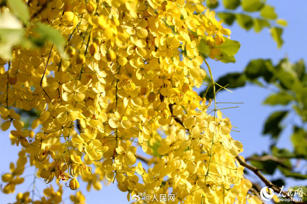 是夏天啊！明黄色的小花开满枝头