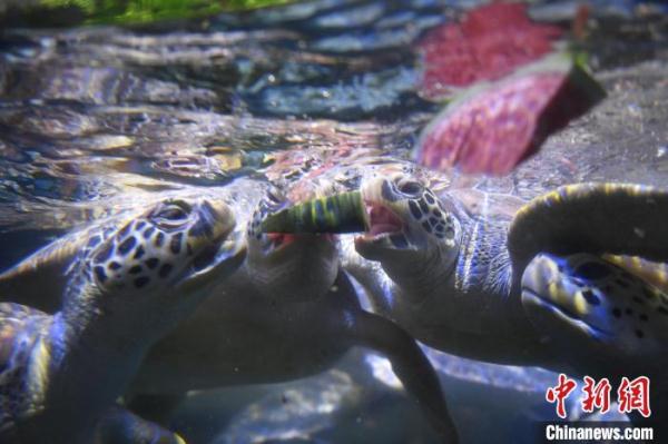 动物也“避暑” 海洋动物“妙招”享清凉