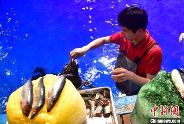 动物也“避暑” 海洋动物“妙招”享清凉