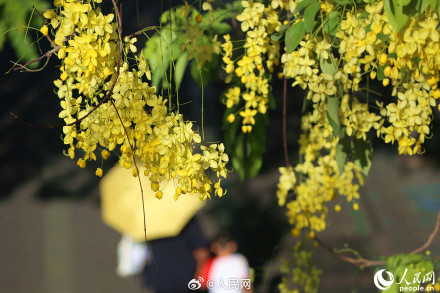 是夏天啊！明黄色的小花开满枝头