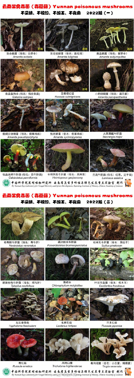 一图带你认识常见毒蘑菇