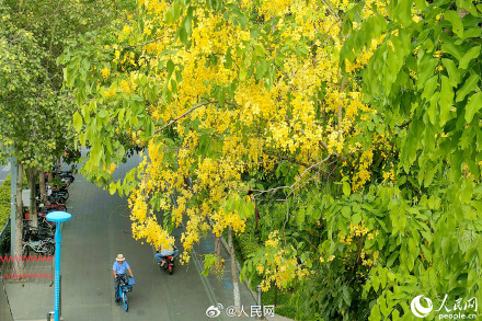 是夏天啊！明黄色的小花开满枝头
