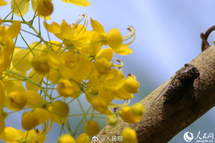 是夏天啊！明黄色的小花开满枝头