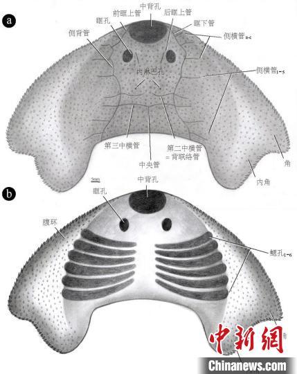 中科院团队发现约4.38亿年前古鱼新物种“眼镜蛇大庸鱼” 中科院团队发现约4.38亿年前古鱼新物种“眼镜蛇大庸鱼”