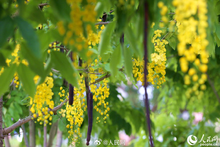 是夏天啊！明黄色的小花开满枝头