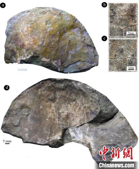 中科院团队发现约4.38亿年前古鱼新物种“眼镜蛇大庸鱼” 中科院团队发现约4.38亿年前古鱼新物种“眼镜蛇大庸鱼”