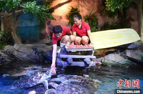 动物也“避暑” 海洋动物“妙招”享清凉