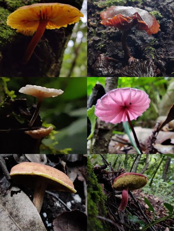 身上几十条蚂蝗、蜱虫往肉里钻……他们的故事看得让人心疼！