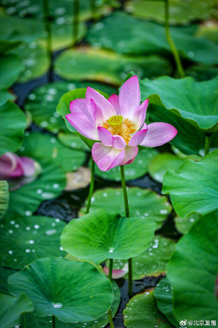 北京雨中的荷花有多美