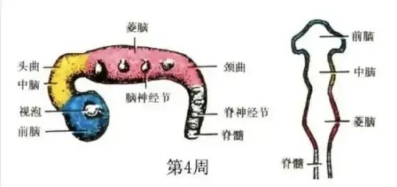 大脑为啥要删除3岁前的记忆?你小时候看见啥了? 大脑为啥要删除3岁前的记忆?你小时候看见啥了?