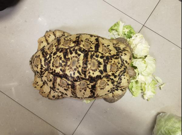 上海小区惊现40厘米陆龟散步!已送交,网友:给自己找了个编制 上海小区惊现40厘米陆龟散步!已送交,网友:给自己找了个编制