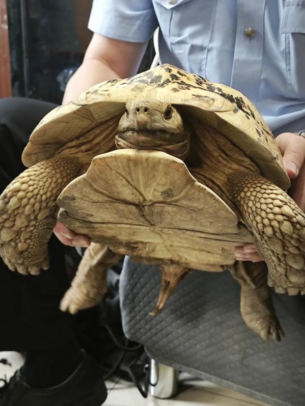 上海小区惊现40厘米陆龟散步!已送交,网友:给自己找了个编制 上海小区惊现40厘米陆龟散步!已送交,网友:给自己找了个编制