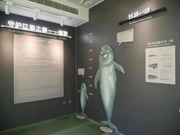 The number of finless porpoises living in Nanjing section of the Yangtze River reached 62, an increase of 24% over five years ago.