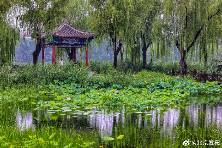 北京雨中的荷花有多美