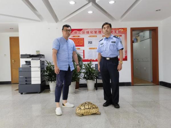 上海小区惊现40厘米陆龟散步!已送交,网友:给自己找了个编制 上海小区惊现40厘米陆龟散步!已送交,网友:给自己找了个编制