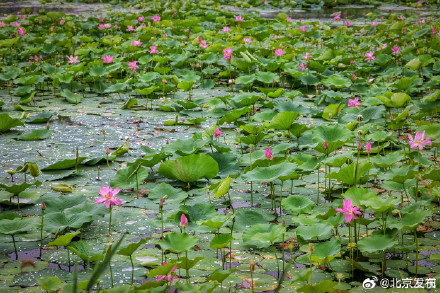 北京雨中的荷花有多美