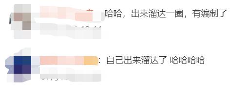 上海小区惊现40厘米陆龟散步!已送交,网友:给自己找了个编制 上海小区惊现40厘米陆龟散步!已送交,网友:给自己找了个编制