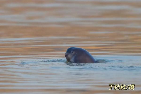 The number of finless porpoises living in Nanjing section of the Yangtze River reached 62, an increase of 24% over five years ago.