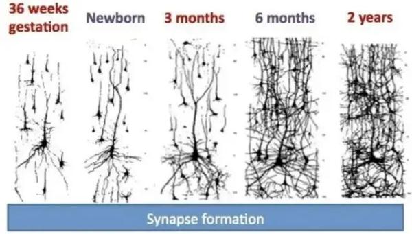 大脑为啥要删除3岁前的记忆?你小时候看见啥了? 大脑为啥要删除3岁前的记忆?你小时候看见啥了?