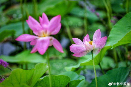 北京雨中的荷花有多美