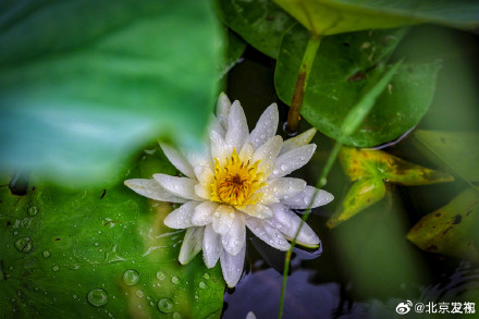 北京雨中的荷花有多美