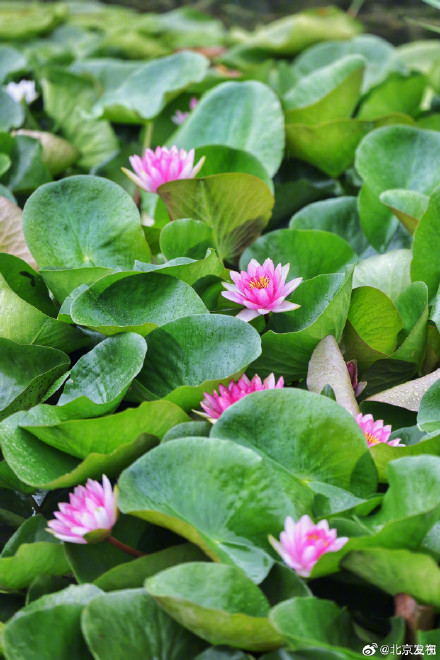 北京雨中的荷花有多美