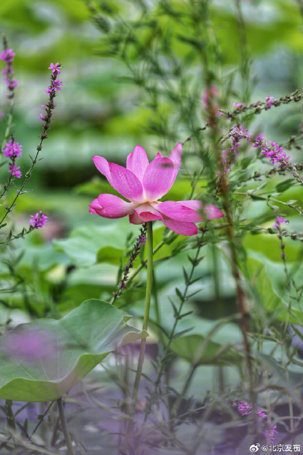 北京雨中的荷花有多美