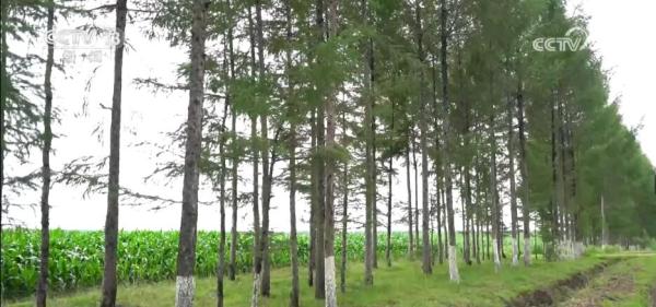 城市绿化与林业工程有效结合 乡土树种构筑当地生态屏障