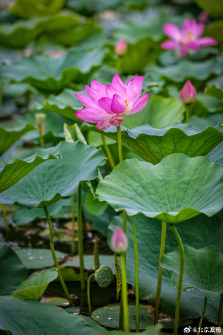北京雨中的荷花有多美