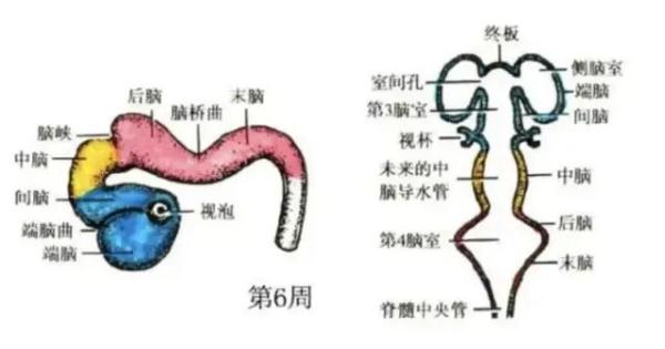 大脑为啥要删除3岁前的记忆?你小时候看见啥了? 大脑为啥要删除3岁前的记忆?你小时候看见啥了?