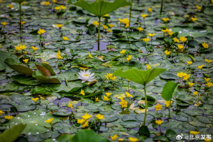 北京雨中的荷花有多美