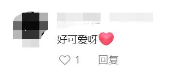 上海小区惊现40厘米陆龟散步!已送交,网友:给自己找了个编制 上海小区惊现40厘米陆龟散步!已送交,网友:给自己找了个编制