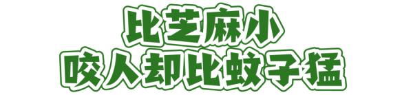 这个“吸血鬼”，比蚊子还猛还难缠！5招能治它