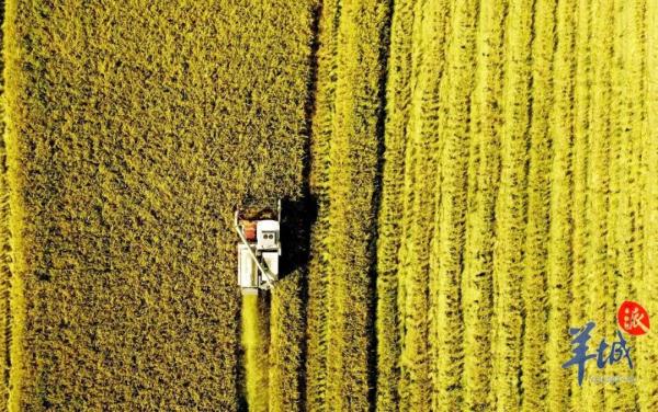 “太空稻”收割啦！广东最大无人农场丰收