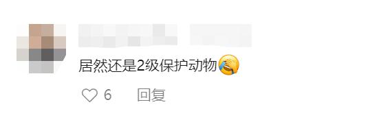 上海小区惊现40厘米陆龟散步!已送交,网友:给自己找了个编制 上海小区惊现40厘米陆龟散步!已送交,网友:给自己找了个编制