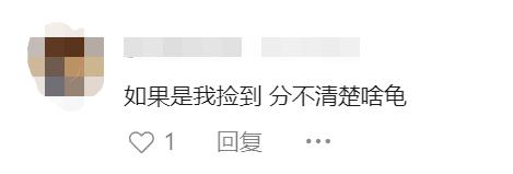 上海小区惊现40厘米陆龟散步!已送交,网友:给自己找了个编制 上海小区惊现40厘米陆龟散步!已送交,网友:给自己找了个编制