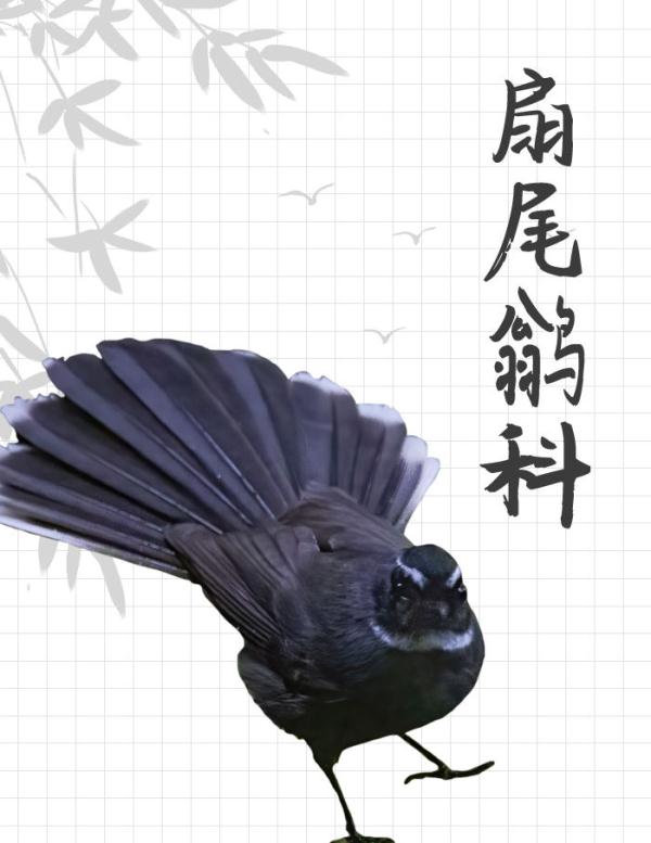 中国“三有”野生动物保护圈里的新朋友 中国“三有”野生动物保护圈里的新朋友