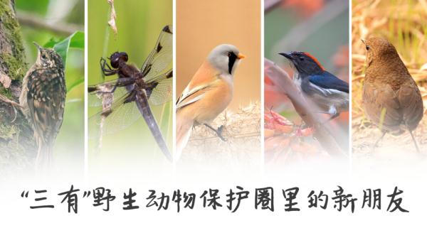 中国“三有”野生动物保护圈里的新朋友 中国“三有”野生动物保护圈里的新朋友