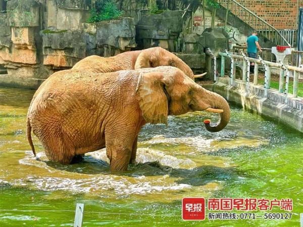 在南宁过夏天，动物们也叹空调、喝凉茶、泡泳池……