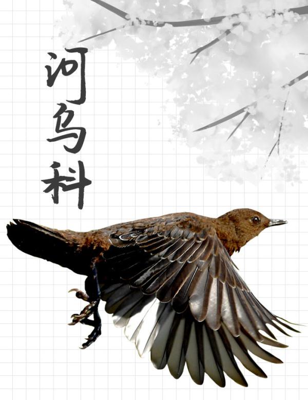 中国“三有”野生动物保护圈里的新朋友 中国“三有”野生动物保护圈里的新朋友