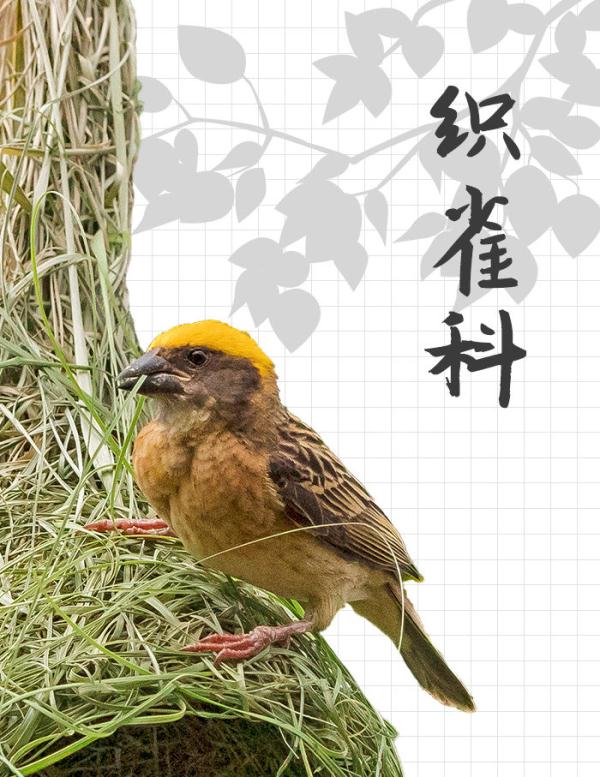 中国“三有”野生动物保护圈里的新朋友 中国“三有”野生动物保护圈里的新朋友