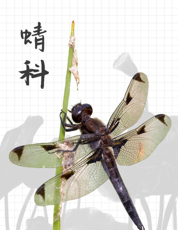 中国“三有”野生动物保护圈里的新朋友 中国“三有”野生动物保护圈里的新朋友