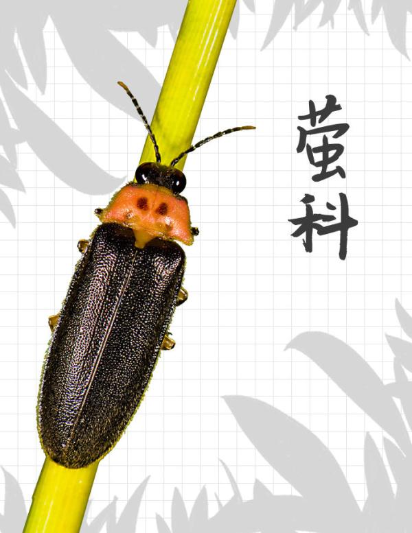 中国“三有”野生动物保护圈里的新朋友 中国“三有”野生动物保护圈里的新朋友