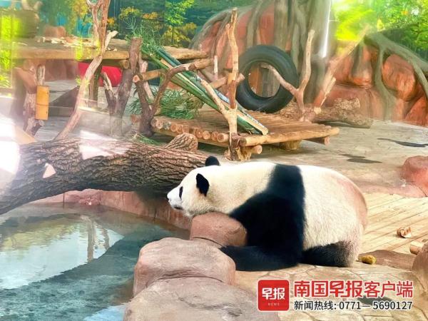 在南宁过夏天，动物们也叹空调、喝凉茶、泡泳池……