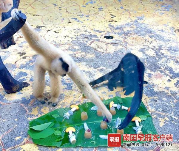 在南宁过夏天，动物们也叹空调、喝凉茶、泡泳池……