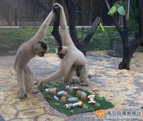 躺冰床、啃西瓜......南宁动物园的动物“花式”消暑