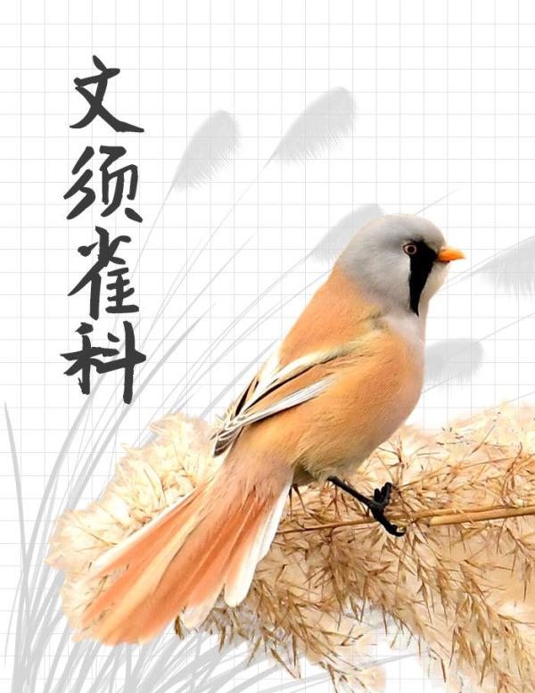 中国“三有”野生动物保护圈里的新朋友 中国“三有”野生动物保护圈里的新朋友