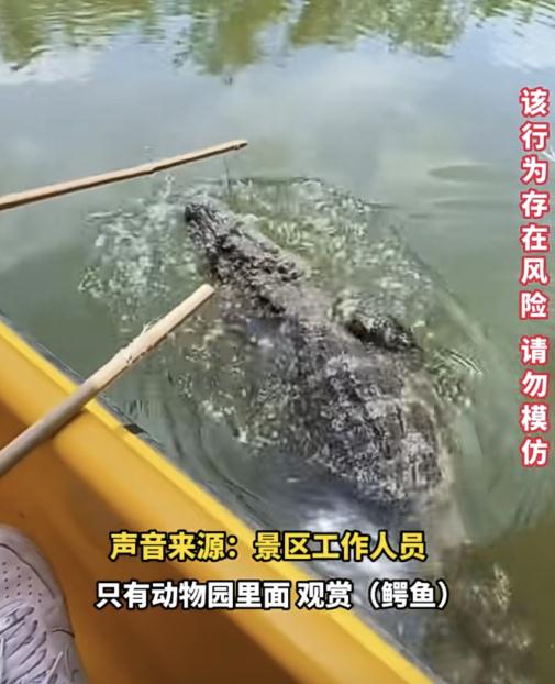 景区内游客带娃坐船喂鳄鱼，还有"人鳄共浴"？多部门回应→